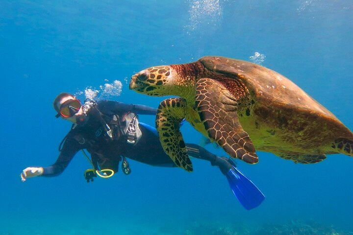 Intro to scuba diving on Maui with turtles!